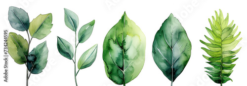 Watercolor tropical leaves: monstera, rubber plant, banana palm. Botanical illustration of exotic flora. Isolated objects on white background photo