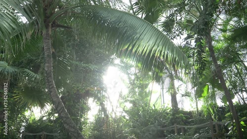 Sun Rays Through The Leaves Of The Palm Tree