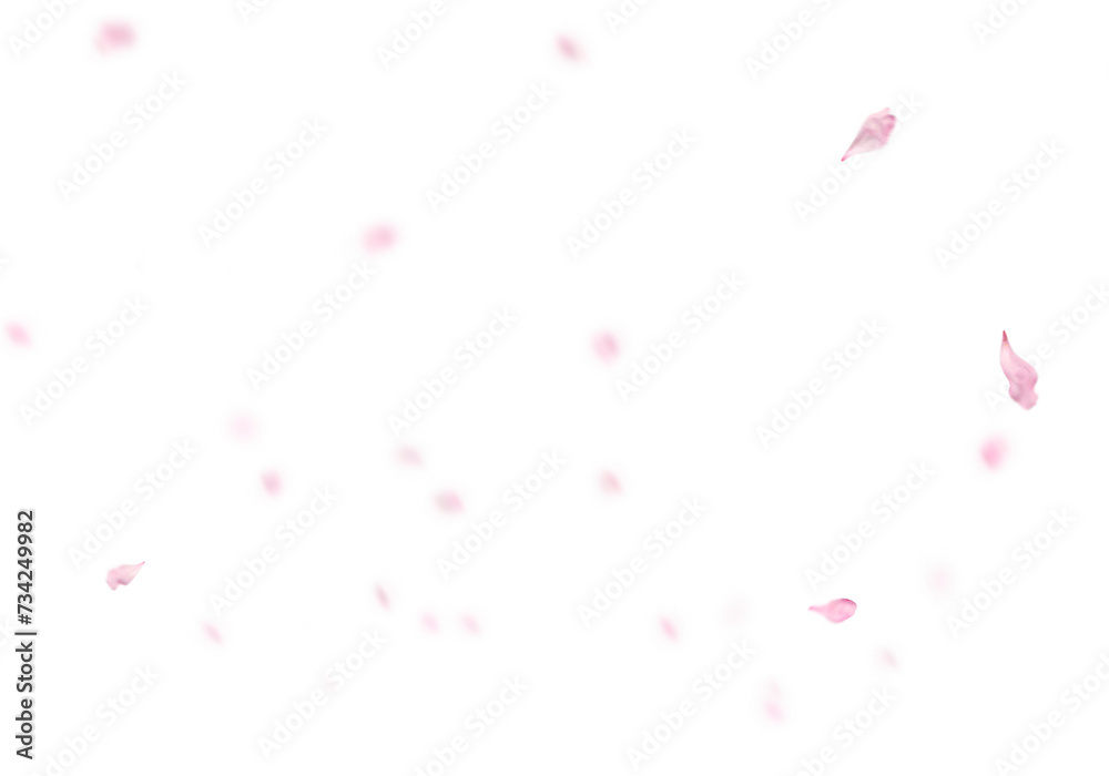 Floating pink rose petal isolated on on a transparent background png. Background concept for love greetings on valentines day and mothers day. Space for text Floating pink rose petal isolated on on a transparent background png. Background concept for love greetings on valentines day and mothers day. Space for text