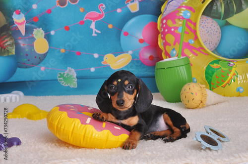 filhote de Dachshund fofo em ensaio fotos no cenário de praia , amor canino, férias de verão  photo