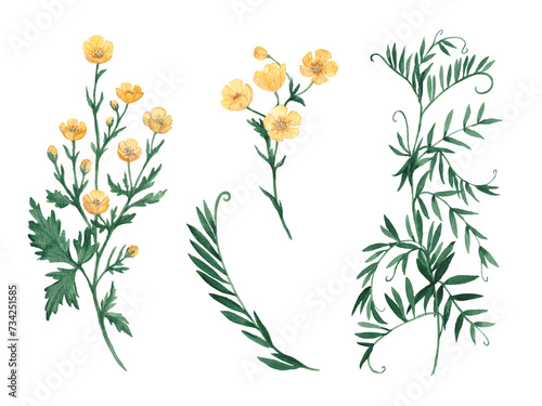 Wallpaper Mural Watercolor illustration with yellow buttercup flowers and green leaves. Ranunculus cortusifolius, Canary buttercup, Crowfoot flower. Herbal Colorful Design for Cosmetics, greeting card, invitations Torontodigital.ca