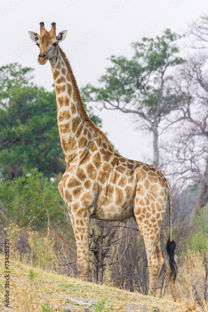 Stolze Giraffe Stolze Giraffe