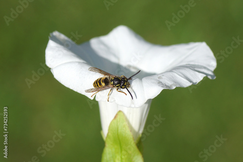 Close up Common wasp (Vespula vulgaris), family Vespidae. On white flower of hedge bindweed (Calystegia sepium), family Convolvulaceae. Summer, August.