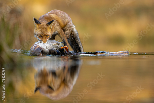 The red fox (Vulpes vulpes) with his prey wild duck (Anas platyrhynchos) in the river in the forest.
