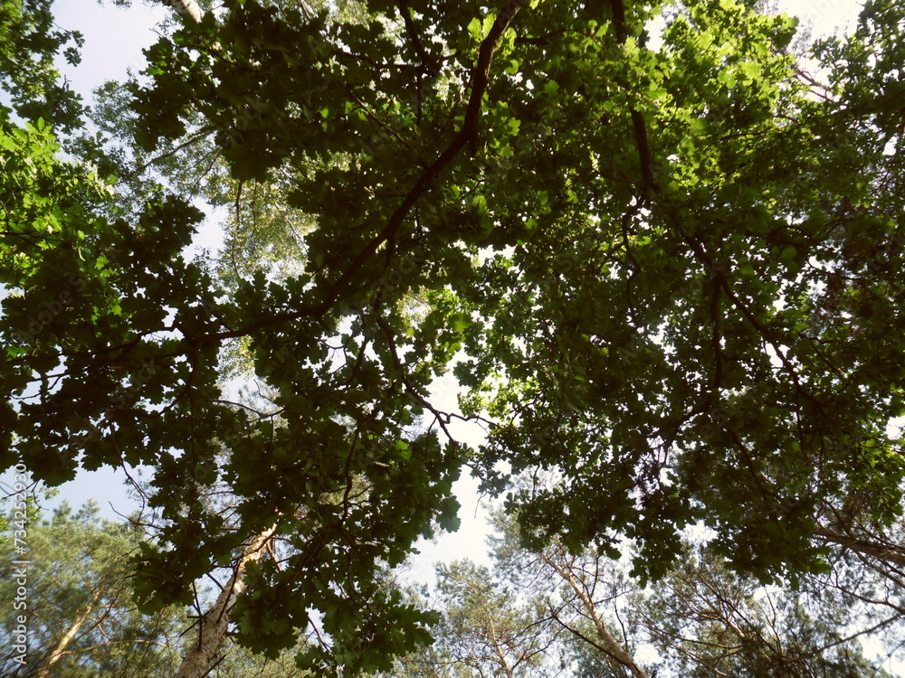 tree in the forest tree in the forest