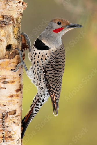 Male Northern Flicker (red-shafted) Feeding on Birch Tree