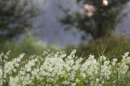 flowers in the meadow