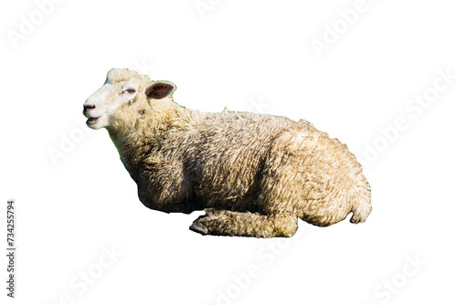 Schaf freigestellt isoliert © pusteflower9024