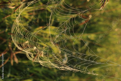 spider web with dew drops