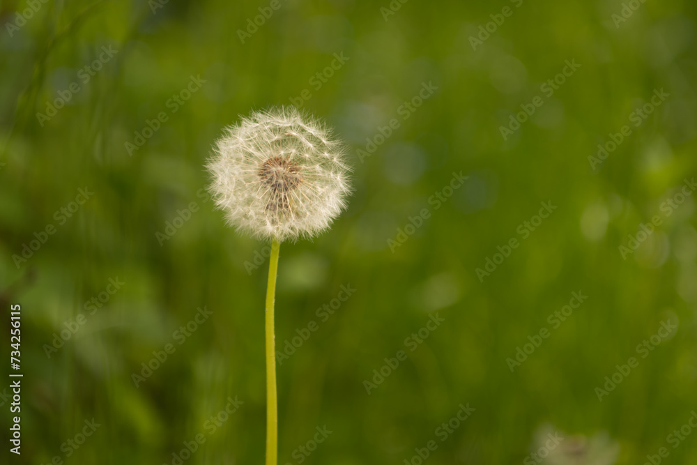 A meadow of Dandelions close up A meadow of Dandelions close up