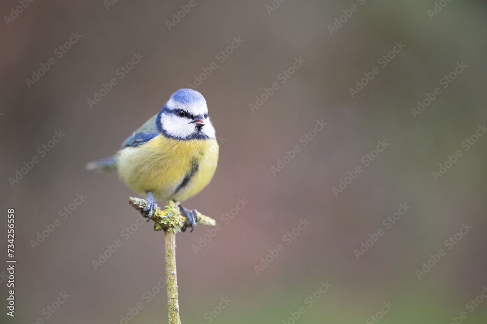Obraz premium Adult Blue Tit (Cyanistes caeruleus) posed on a branch in a British back garden in Winter. Yorkshire, UK