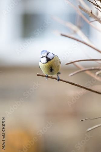 Curious Adult Blue Tit  Cyanistes caeruleus  looks at the camera whilst posed on a branch in a British back garden in Winter. Yorkshire  UK. Window frame and house in the background.