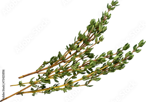 Fotografie Fresh thyme green herbs - Ready to use PNG Cutout Premium Isolated Image