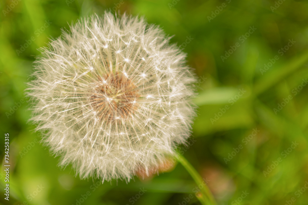 A meadow of Dandelions close up