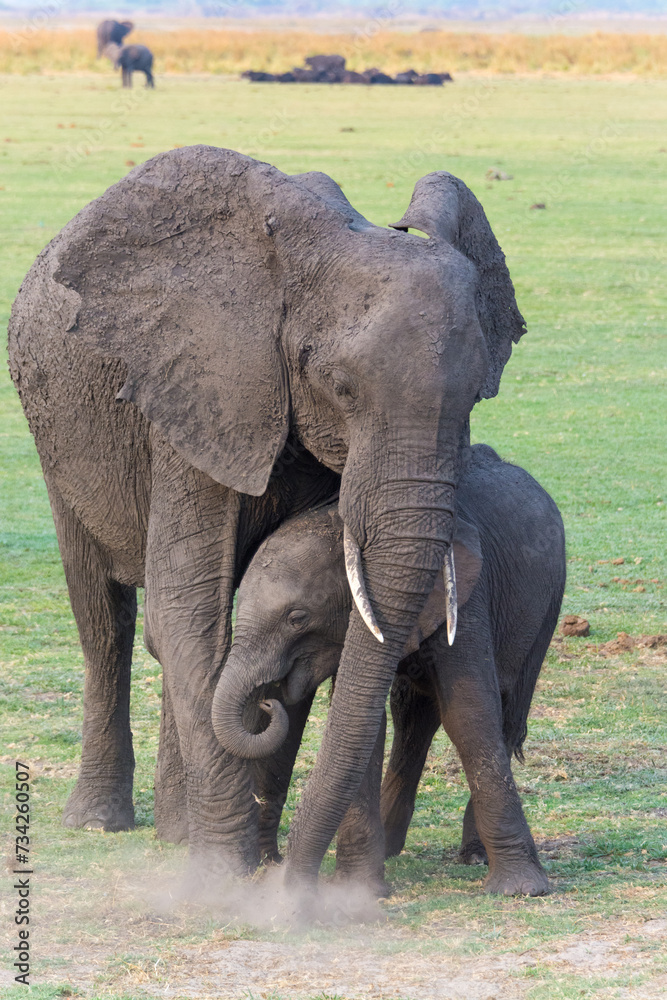Elefanten Mutterliebe