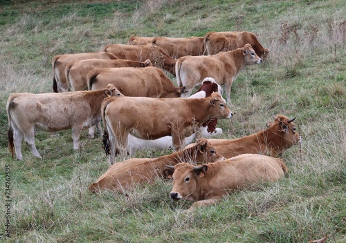 cows in a field © Sophie BENARD