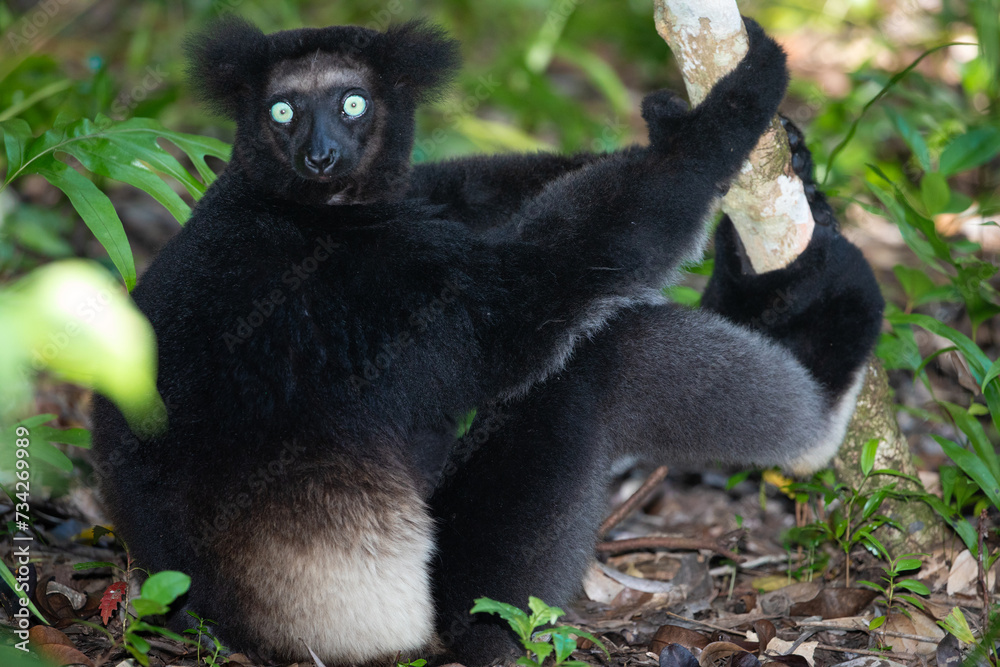 Obraz premium Lemur Indri indri, babakoto largest lemur from Madagascar