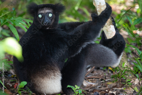 Lemur Indri indri, babakoto largest lemur from Madagascar photo