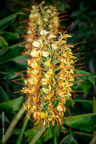 Hedychium gardnerianum
