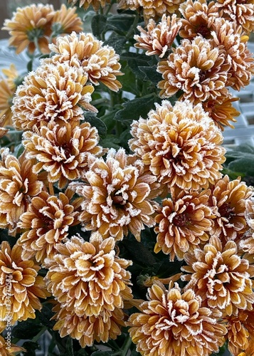 Orange mums in the home landscape covered in a hard frost