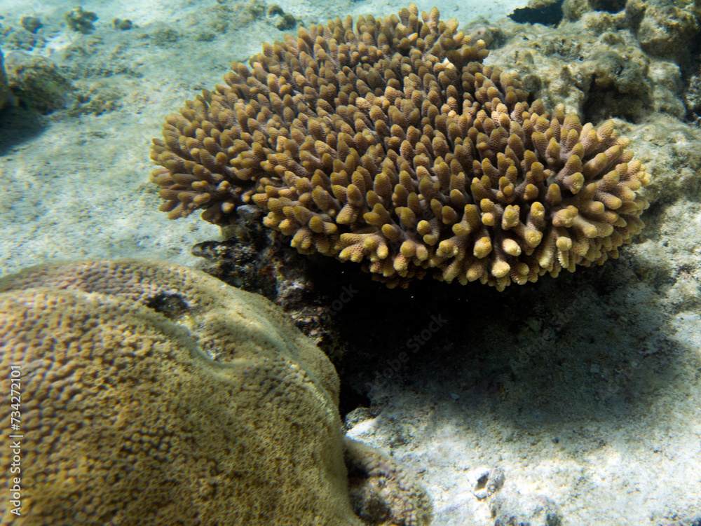 Fototapeta premium A view of awesome corals