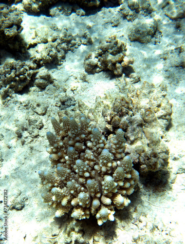 A view of awesome corals