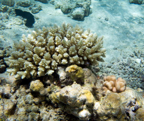 A view of awesome corals