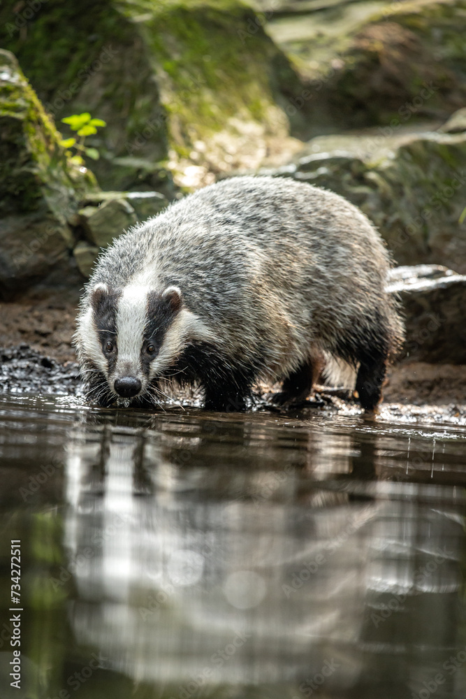 European badger (Meles meles) low angle photo of big male in rainy day, drinking from forest lake, reflecting itself in calm water surface. Autumn in czech highlands. Isolated badger drinking water. European badger (Meles meles) low angle photo of big male in rainy day, drinking from forest lake, reflecting itself in calm water surface. Autumn in czech highlands. Isolated badger drinking water.
