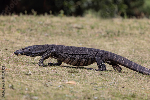 Large Australian Lace Monitor lizard walking across grassy field