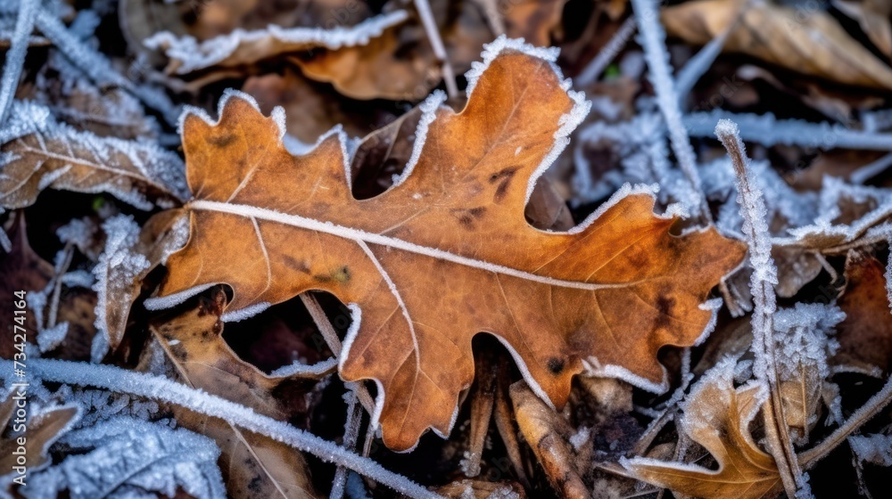 Frozen oak leaves on the forest floor