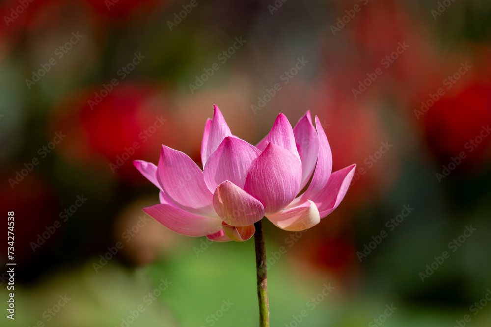 Lotus Flowers at the Hōkongō-in Temple in Kyoto-City, Japan. Pink Lotus Flower regarded as the supreme lotus and considered to be the true lotus of Buddha. Lotus Flowers at the Hōkongō-in Temple in Kyoto-City, Japan. Pink Lotus Flower regarded as the supreme lotus and considered to be the true lotus of Buddha.