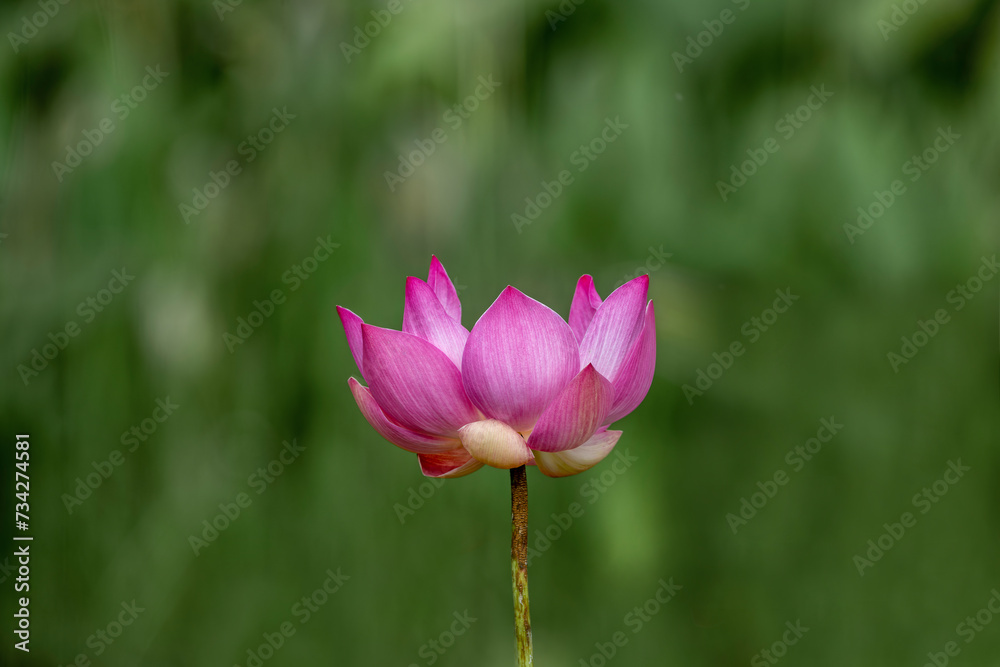 Lotus Flowers at the Hōkongō-in Temple in Kyoto-City, Japan. Pink Lotus Flower regarded as the supreme lotus and considered to be the true lotus of Buddha.