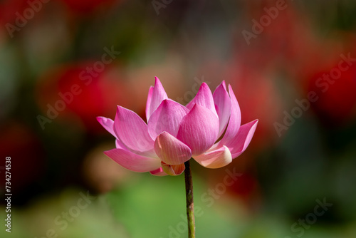 Lotus Flowers at the H  kong  -in Temple in Kyoto-City  Japan. Pink Lotus Flower regarded as the supreme lotus and considered to be the true lotus of Buddha.