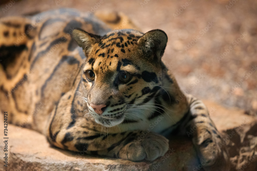Fototapeta premium clouded leopard (Neofelis nebulosa) wild cat