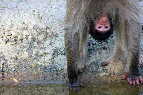 monkey