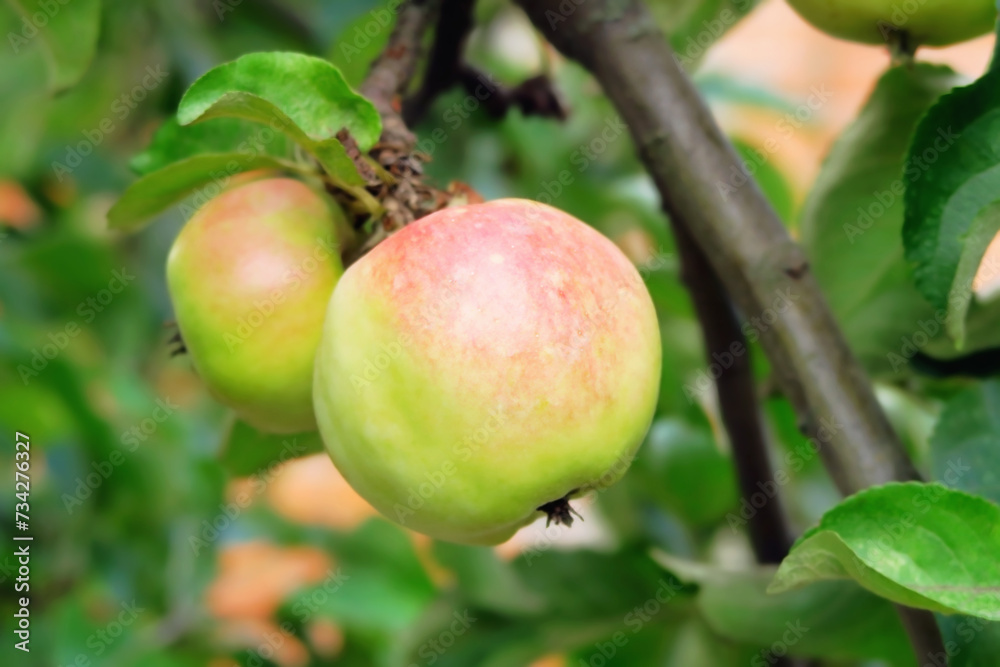 red and green apple hanging on a branch of an apple tree in the garden red and green apple hanging on a branch of an apple tree in the garden