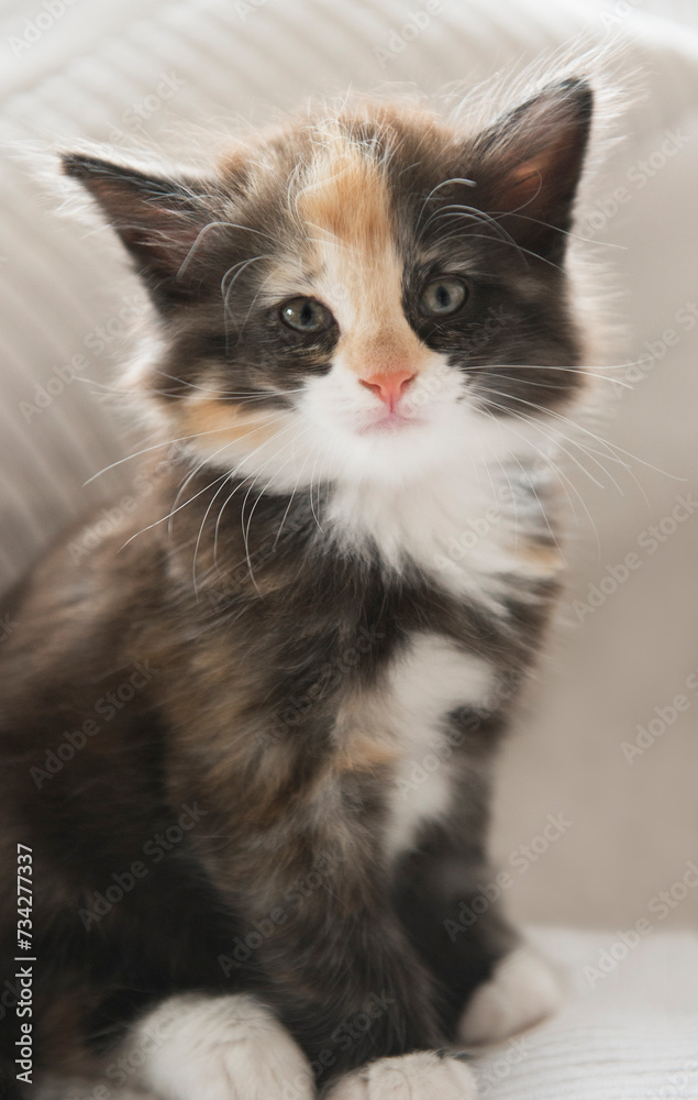 Porträt eines Norwegischen Waldkatzen Kitten