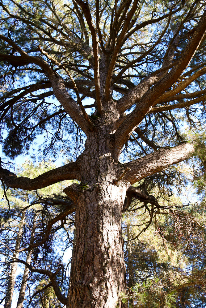 Fototapeta premium Centennial Pino Gordo del Toril in Sierra de Cazorla y Segura