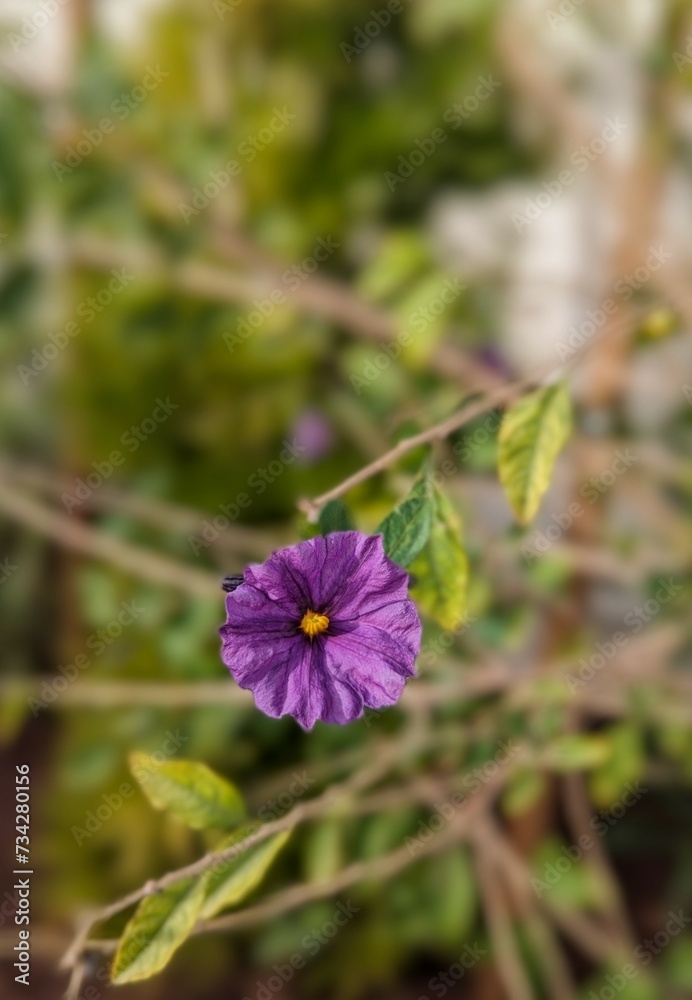 closeup of purple blue potato bush flower in the garden closeup of purple blue potato bush flower in the garden