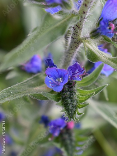 Vipérine commune (Echium vulgare), macro d'une fleur en extérieur. photo