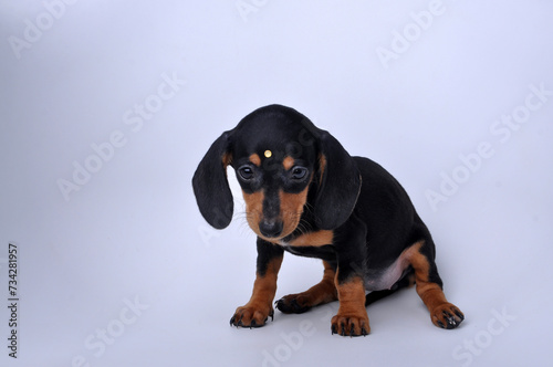 filhote fofo de Dachshund, foto em estúdio fundo neutro, amor canino, pedigree, raça pura  photo