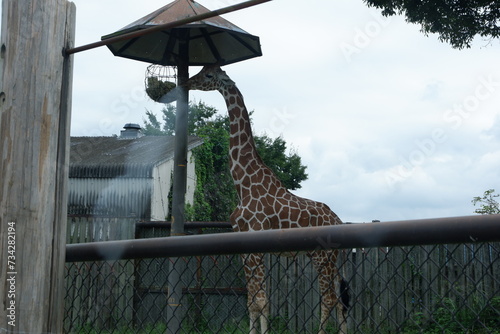 A giraffe eating grass at high place