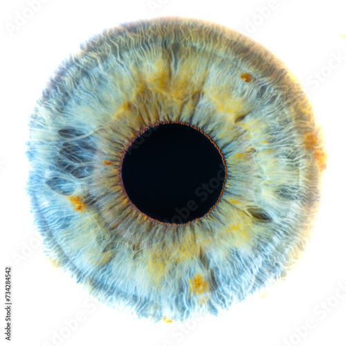 Eye, Iris - Eye, Lens - Eye, Vision, Sensation, Green Color, Yellow, Pigment, Structural Detail, Female, Adult, Human, Brown, Angulus Irididocornealis, Medical Term, Beauty, Black Color, Blue, Bright, photo