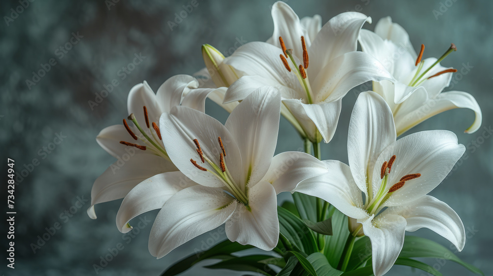 Fototapeta premium Serene White Lily Flowers with Lush Green Leaves Close-Up