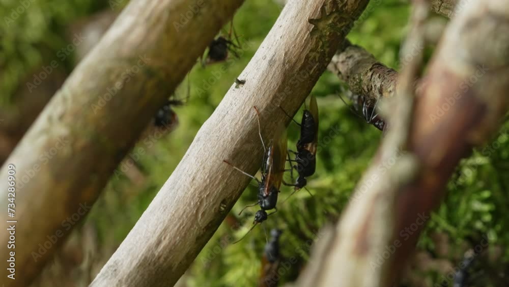Swarming of large carpenter ants Swarming of large carpenter ants