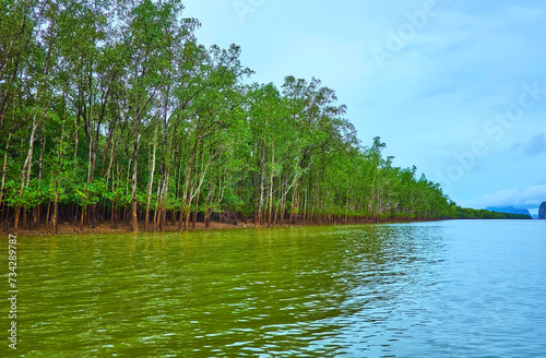 The mangroves at the low tide, Ao Phang Nga National Park, Thailand photo