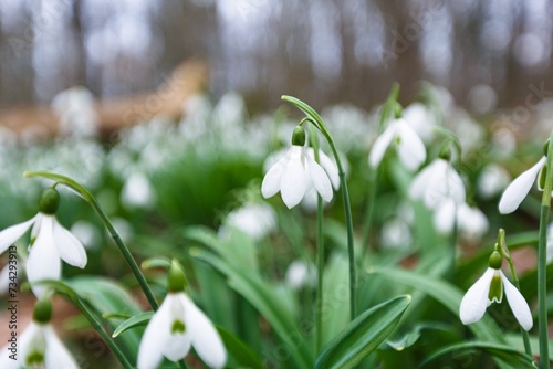 Spring forest with first winter flower © BillionPhotos.com