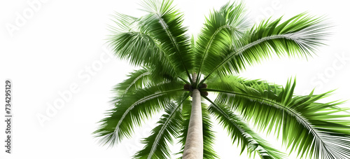 bottom view of palm branches isolated on white background. Coconut trees, dynamic view from bottom