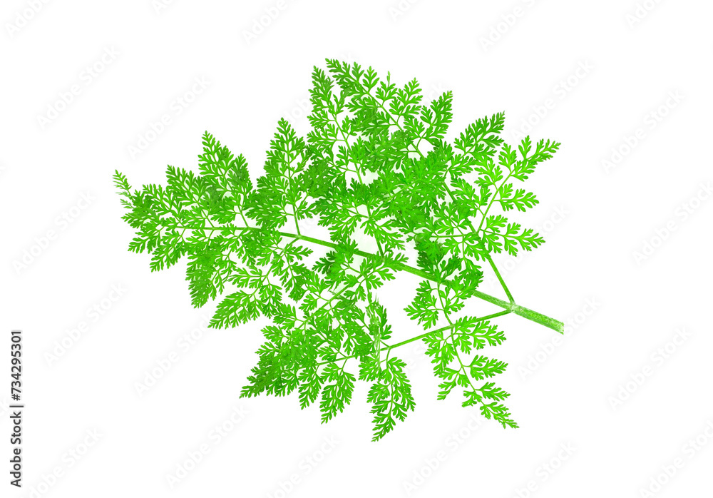 Fresh green leafs chervil isolated on white background. Anthriscus cerefolium. - obrazy, fototapety, plakaty 