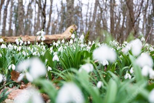 Spring forest with first winter flower